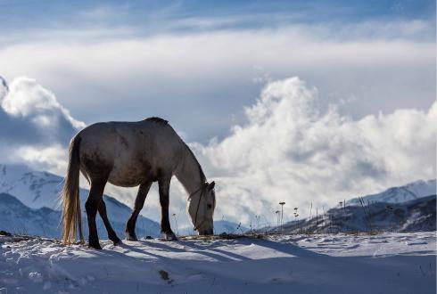 Azerbaijan horse modelling